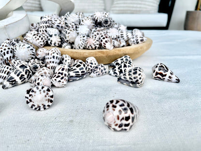 HEBREW CONE Shells *You Choose Quantity* .75-1.25" Natural Black White Spotted Small Craft Seashells Conus Ebraeus Coastal Beach Home Decor