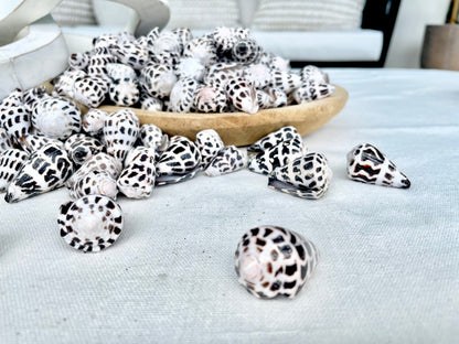 HEBREW CONE Shells *You Choose Quantity* .75-1.25" Natural Black White Spotted Small Craft
