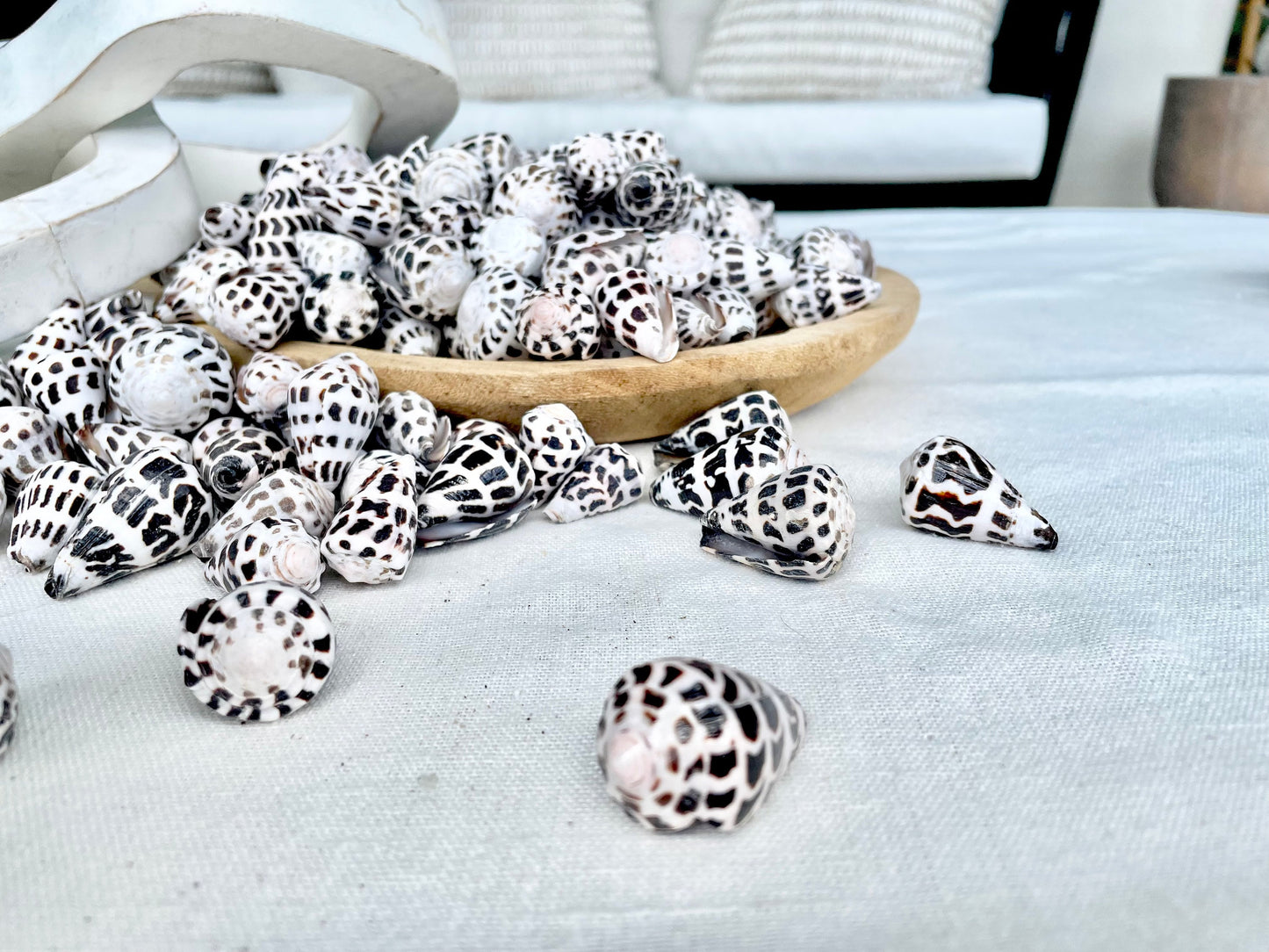 HEBREW CONE Shells *You Choose Quantity* .75-1.25" Natural Black White Spotted Small Craft Seashells Conus Ebraeus Coastal Beach Home Decor