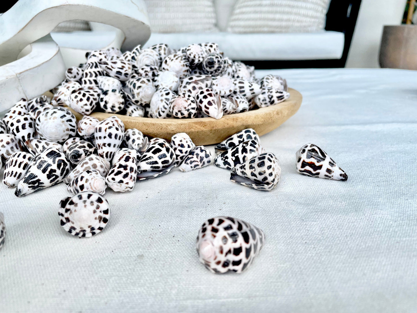 HEBREW CONE Shells *You Choose Quantity* .75-1.25" Natural Black White Spotted Small Craft Seashells Conus Ebraeus Coastal Beach Home Decor