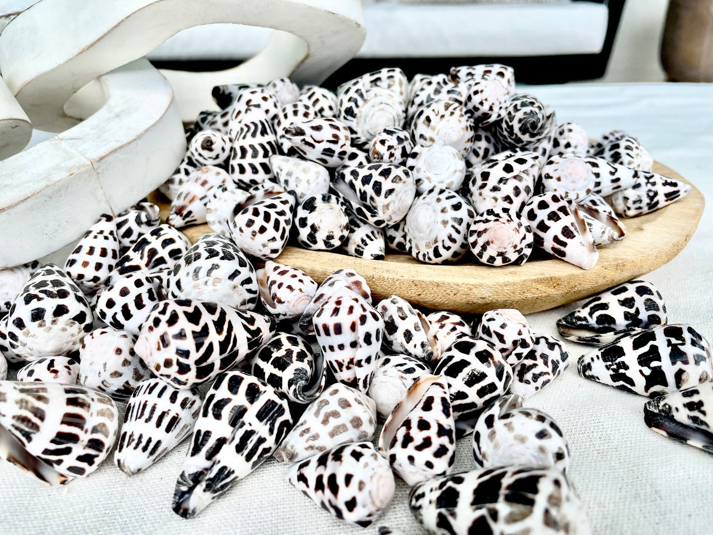 HEBREW CONE Shells *You Choose Quantity* .75-1.25" Natural Black White Spotted Small Craft Seashells Conus Ebraeus Coastal Beach Home Decor