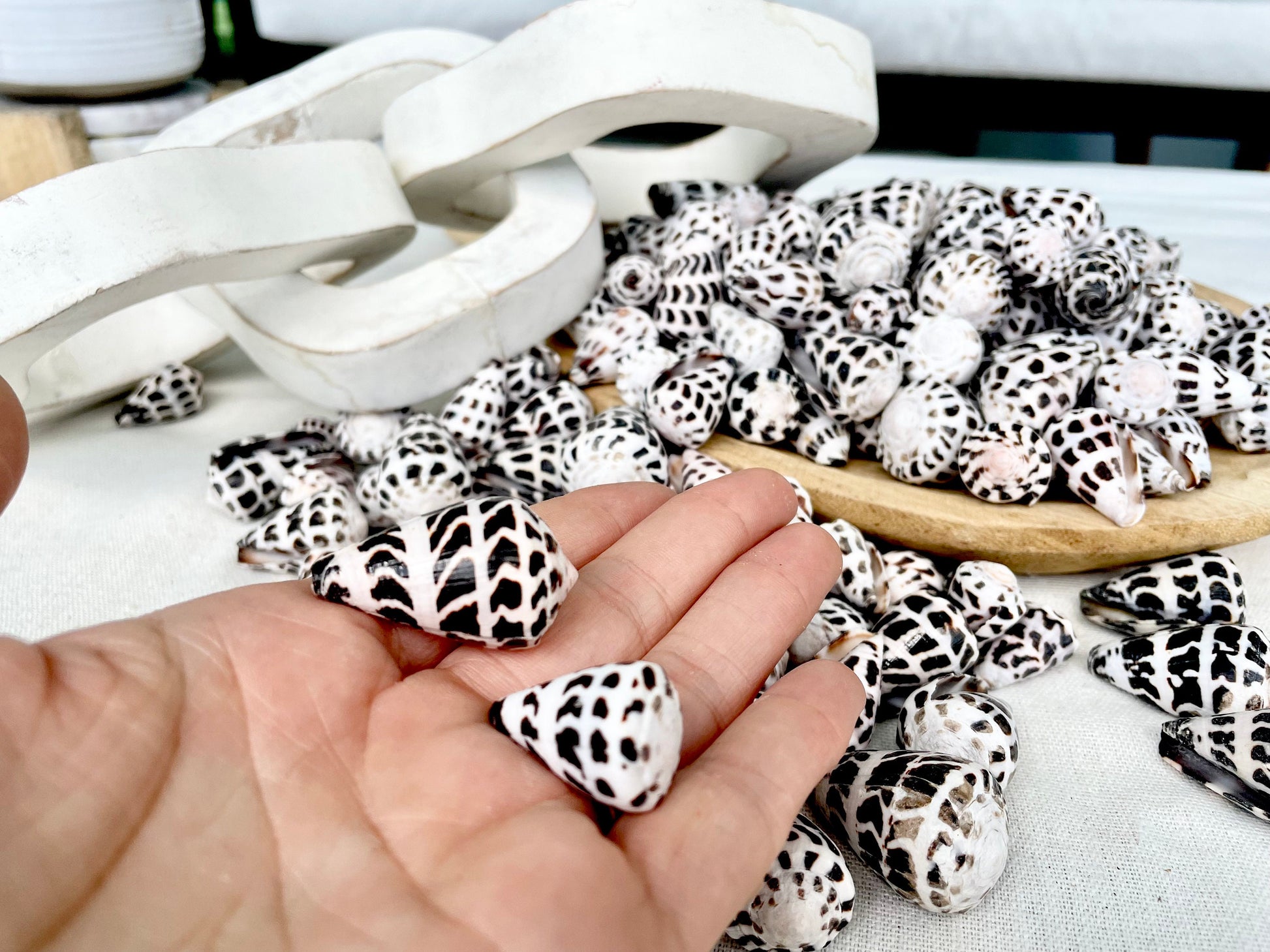 HEBREW CONE Shells *You Choose Quantity* .75-1.25" Natural Black White Spotted Small Craft Seashells Conus Ebraeus Coastal Beach Home Decor