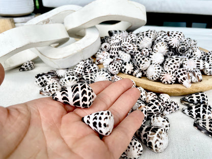 HEBREW CONE Shells *You Choose Quantity* .75-1.25" Natural Black White Spotted Small Craft Seashells Conus Ebraeus Coastal Beach Home Decor