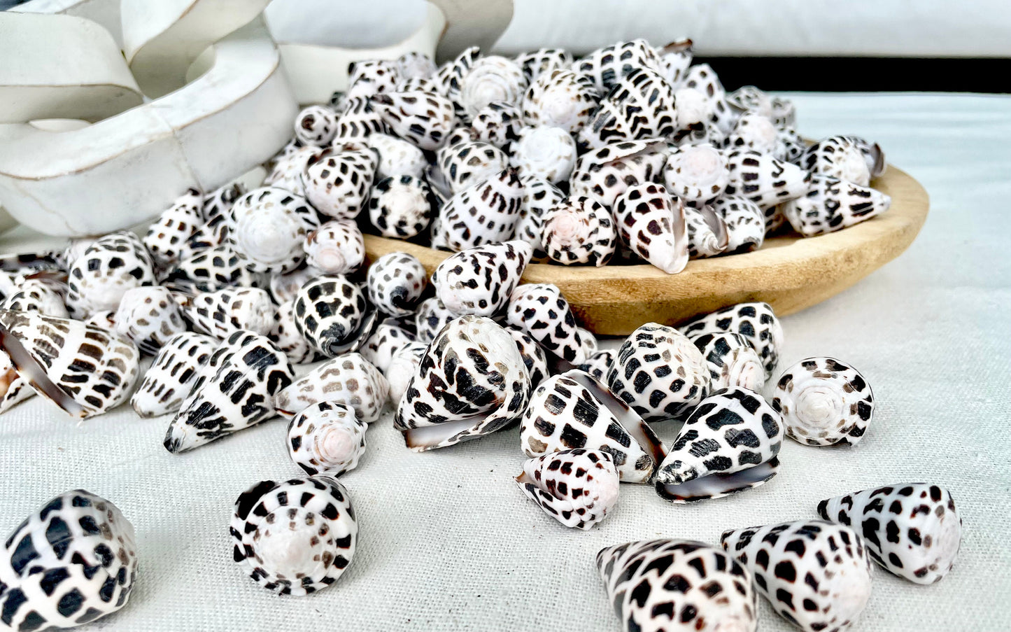 HEBREW CONE Shells *You Choose Quantity* .75-1.25" Natural Black White Spotted Small Craft Seashells Conus Ebraeus Coastal Beach Home Decor