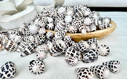 HEBREW CONE Shells *You Choose Quantity* .75-1.25" Natural Black White Spotted Small Craft