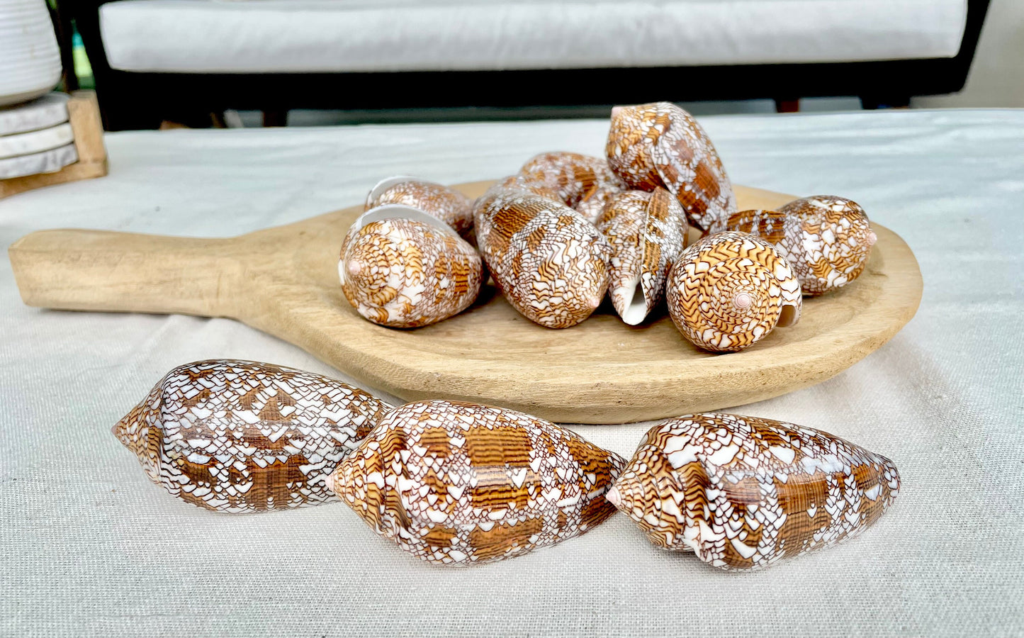 TEXTILE CONE SHELLS 3-3.5" X-Large Cloth of Gold Natural Brown Display Seashell Coastal Décor Conus