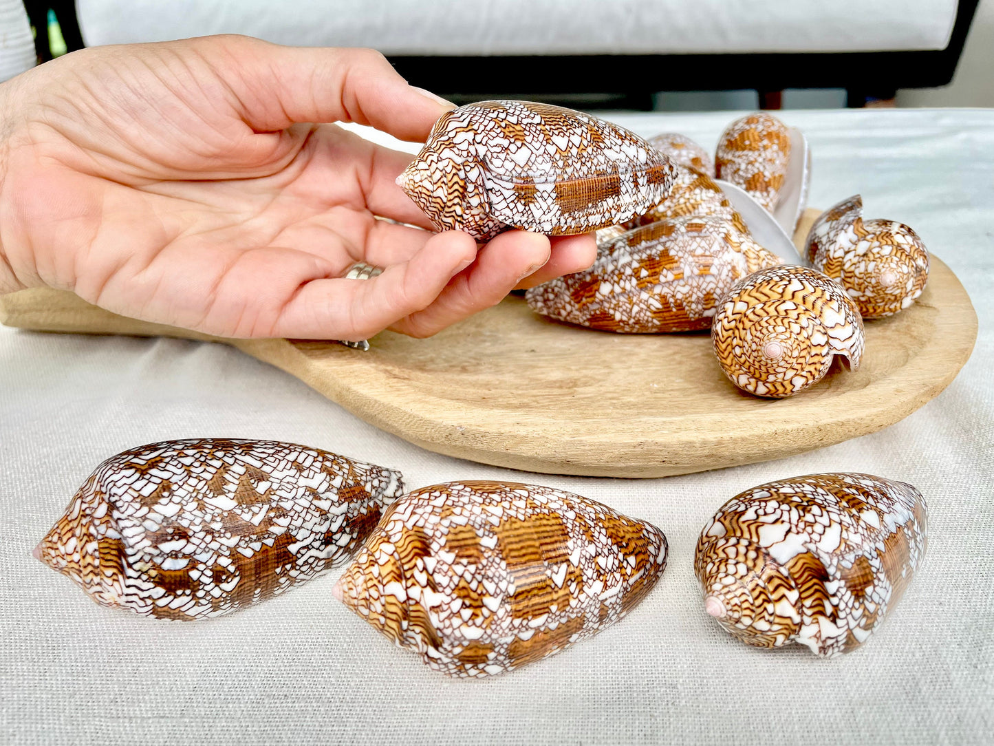 TEXTILE CONE SHELLS 3-3.5" X-Large Cloth of Gold Natural Brown Display Seashell Coastal Décor Conus