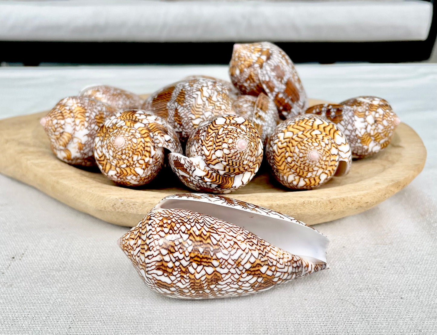 TEXTILE CONE SHELLS 3-3.5" X-Large Cloth of Gold Natural Brown Display Seashell Coastal Décor Conus