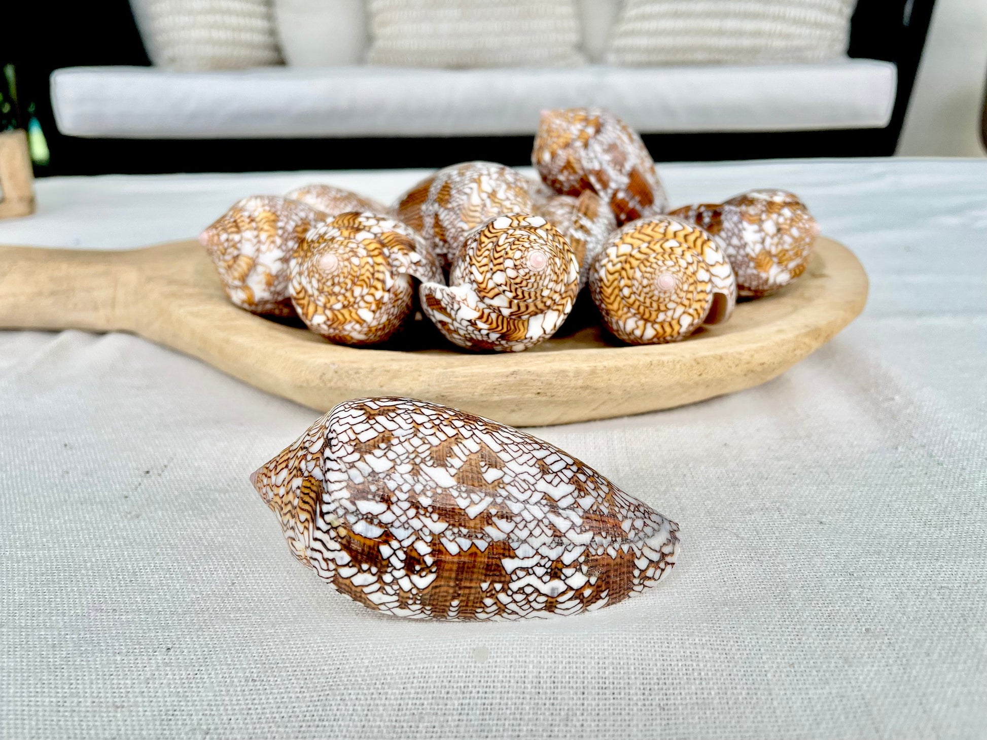 TEXTILE CONE SHELLS 3-3.5" X-Large Cloth of Gold Natural Brown Display Seashell Coastal Décor Conus