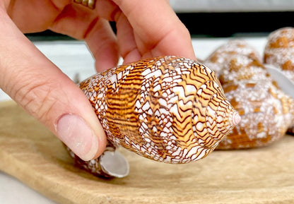 TEXTILE CONE SHELLS 3-3.5" X-Large Cloth of Gold Natural Brown Display Seashell Coastal Décor Conus