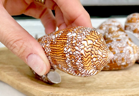 TEXTILE CONE SHELLS 3-3.5" X-Large Cloth of Gold Natural Brown Display Seashell Coastal Décor Conus