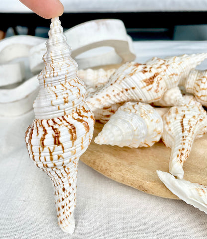 BROWN WHITE SPINDLE Shells Set of 3 *All Sizes* Natural Display Seashells Beach Nautical Home Décor Coastal Crafts Fusinus Conch