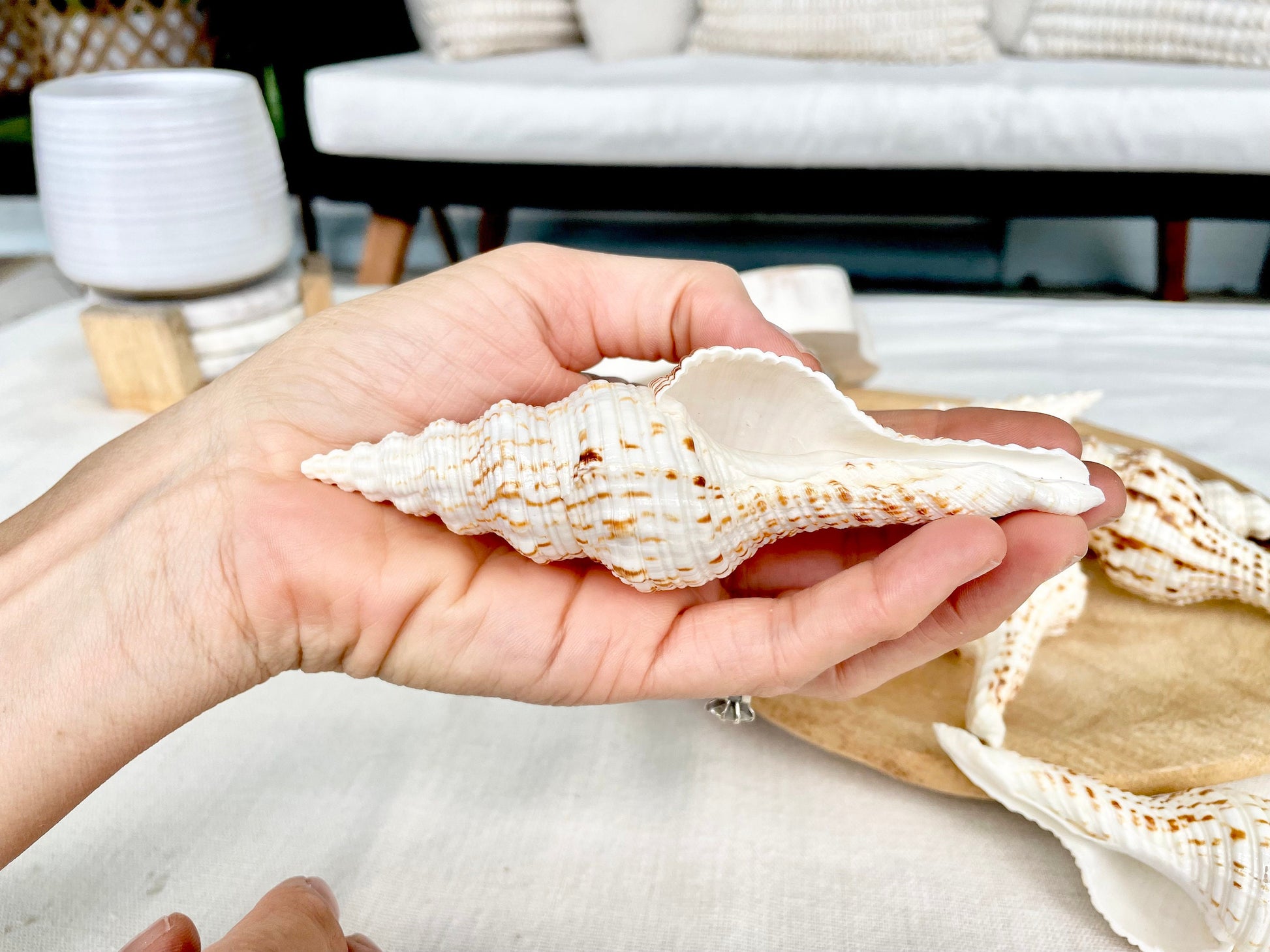 BROWN WHITE SPINDLE Shells Set of 3 *All Sizes* Natural Display Seashells Beach Nautical Home Décor Coastal Crafts Fusinus Conch