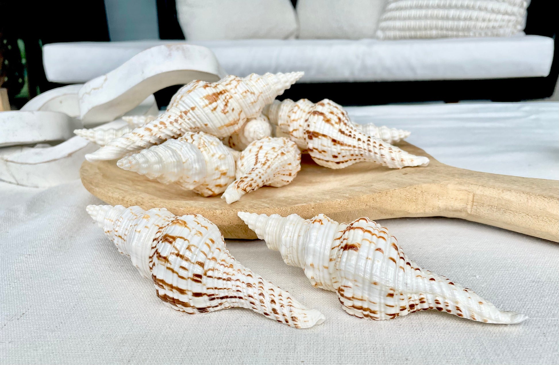 BROWN WHITE SPINDLE Shells Set of 3 *All Sizes* Natural Display Seashells Beach Nautical Home Décor Coastal Crafts Fusinus Conch