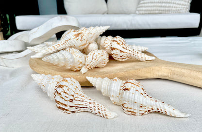 BROWN WHITE SPINDLE Shells Set of 3 *All Sizes* Natural Display Seashells Beach Nautical Home Décor Coastal Crafts Fusinus Conch