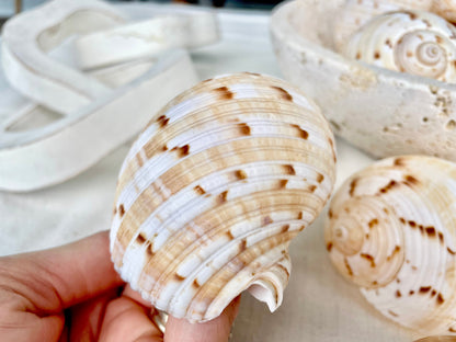 China Tun Shells, 3-3.5" White Golden Brown Display Seashell Tonna Chinensis