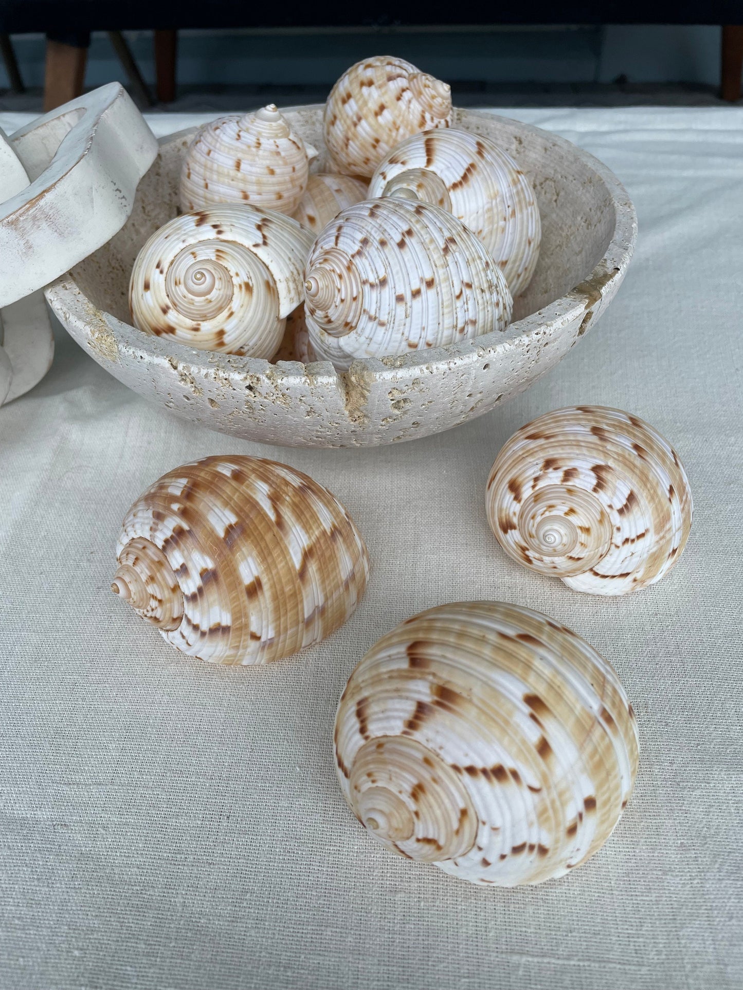 China Tun Shells, 3-3.5" White Golden Brown Display Seashell Tonna Chinensis
