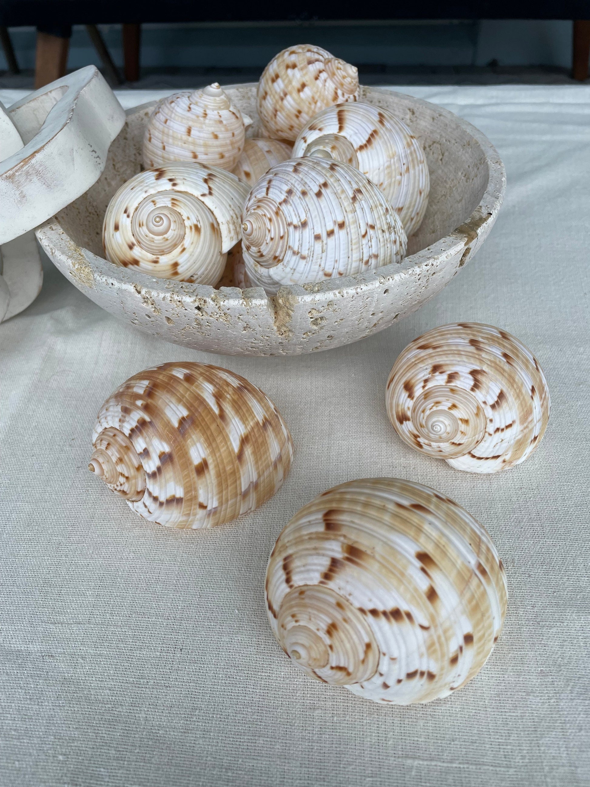 China Tun Shells, 3-3.5" White Golden Brown Display Seashell Tonna Chinensis