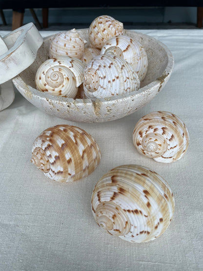 China Tun Shells, 3-3.5" White Golden Brown Display Seashell Tonna Chinensis
