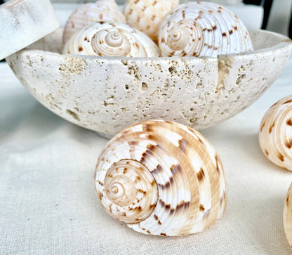 China Tun Shells, 3-3.5" White Golden Brown Display Seashell Tonna Chinensis