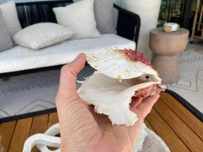 Spondylus Varians OYSTER Shells: 4-7" Tall White Thorny Paired Display Seashells