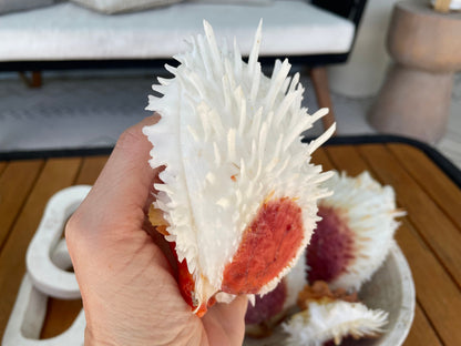 Spondylus Varians OYSTER Shells: 4-7" Tall White Thorny Paired Display Seashells