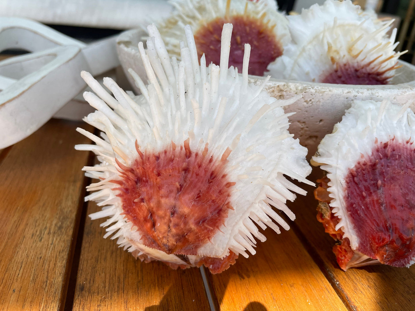 PACIFIC VARIANS OYSTER Shells *All Sizes* Natural White Red Spondylus Thorny Paired Display Seashells