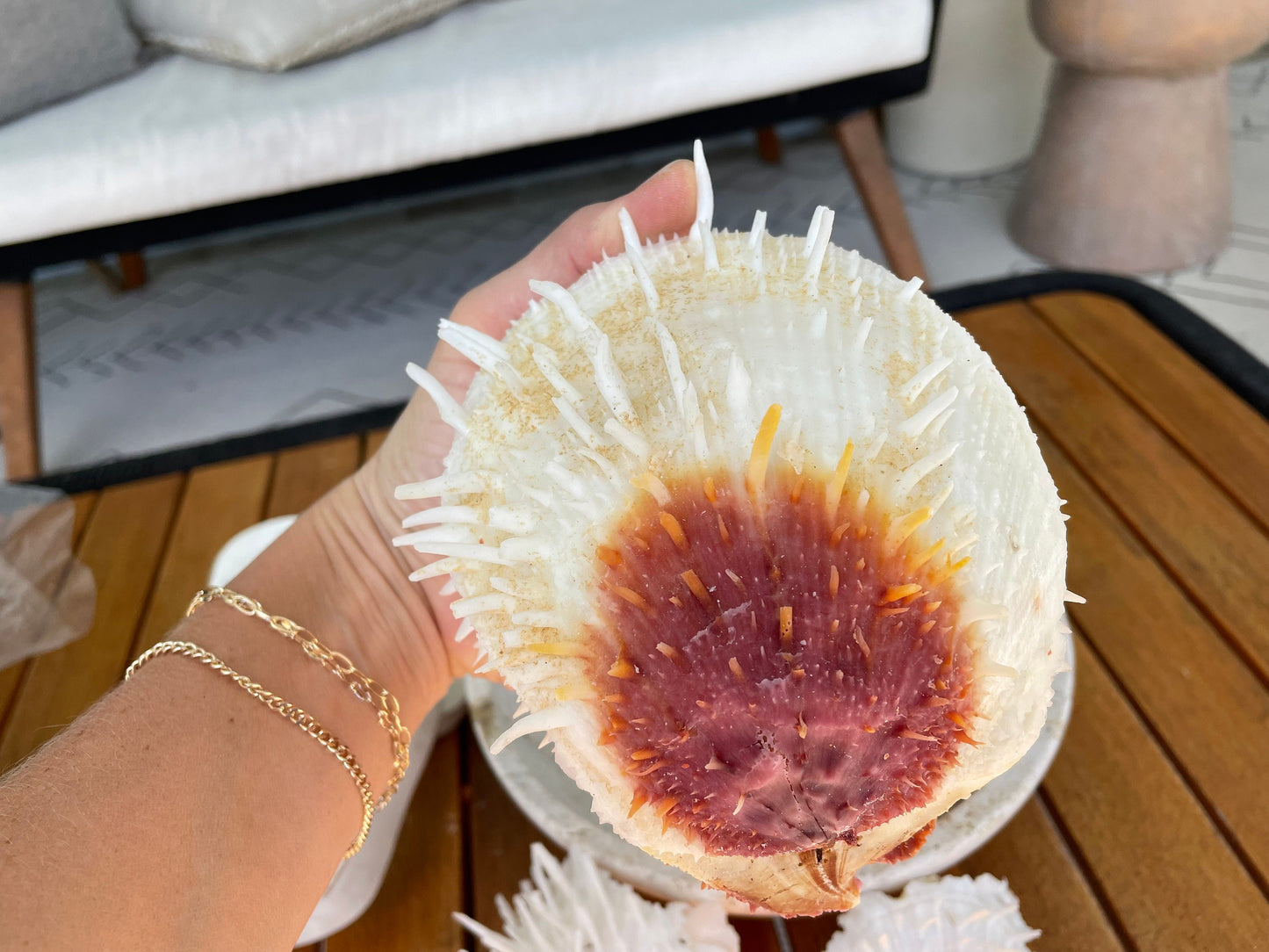 PACIFIC VARIANS OYSTER Shells *All Sizes* Natural White Red Spondylus Thorny Paired Display Seashells