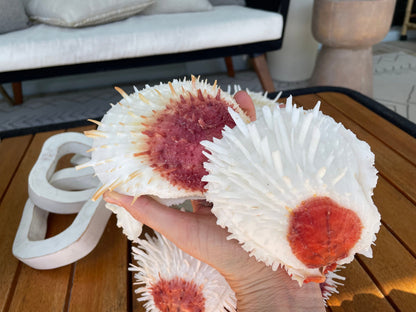 Spondylus Varians OYSTER Shells: 4-7" Tall White Thorny Paired Display Seashells
