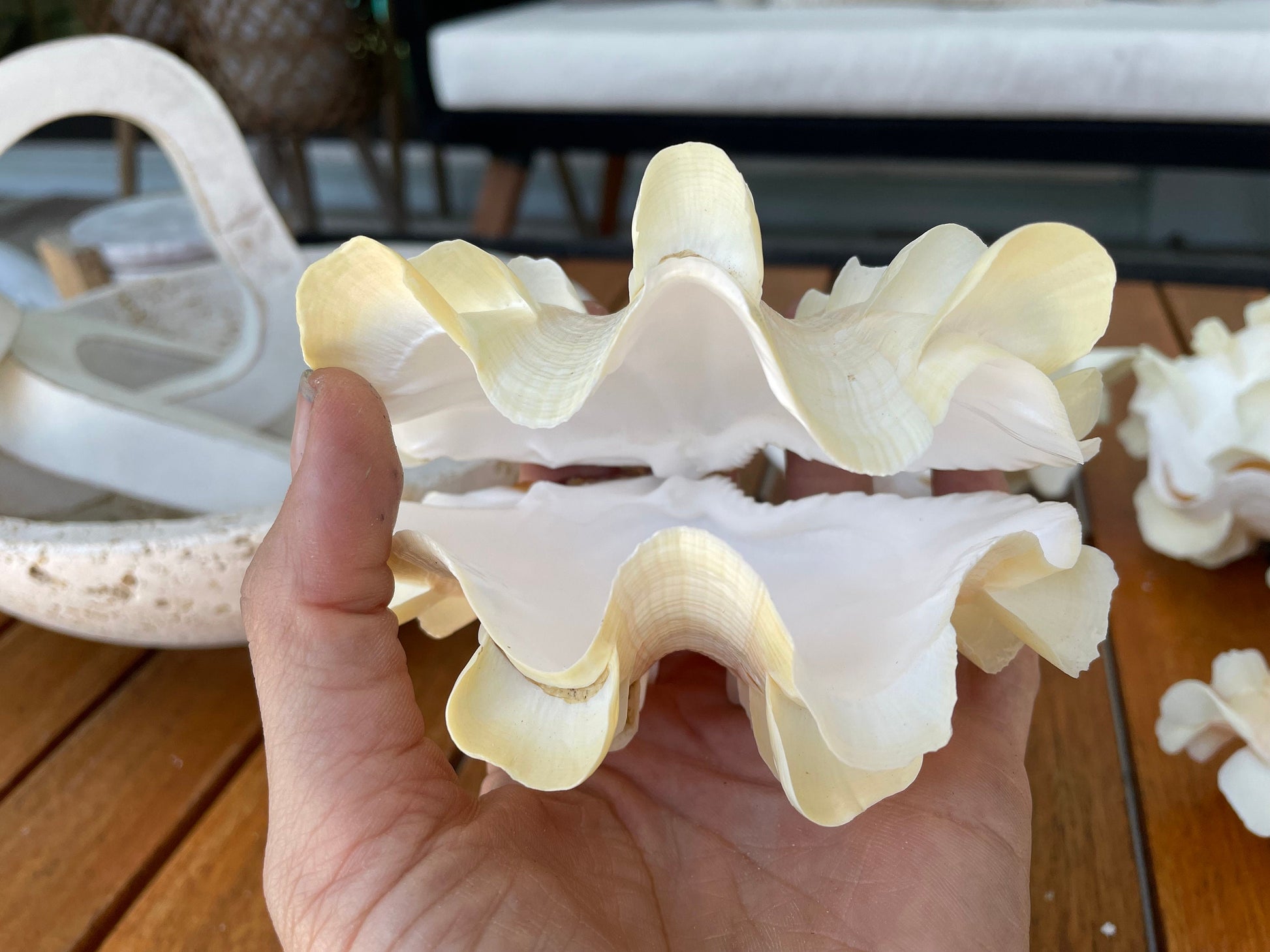 FLUTED CLAM PAIR Shell *All Sizes* Natural White Scaly Squamosa Tridacna Seashell Display Seashell