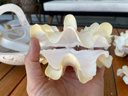 FLUTED CLAM PAIR Shell *All Sizes* Natural White Scaly Squamosa Tridacna Seashell Display Seashell