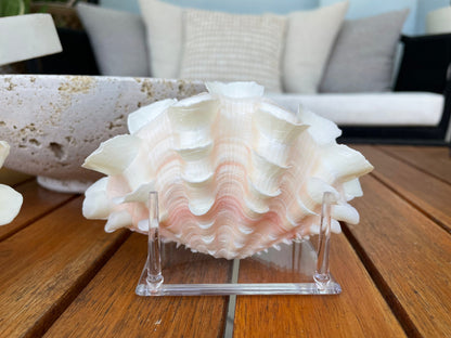 FLUTED CLAM PAIR Shell *All Sizes* Natural White Scaly Squamosa Tridacna Seashell Display Seashell