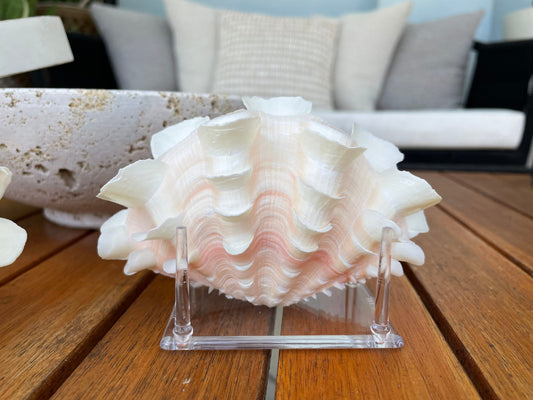 FLUTED CLAM PAIR Shell *All Sizes* Natural White Scaly Squamosa Tridacna Seashell Display Seashell
