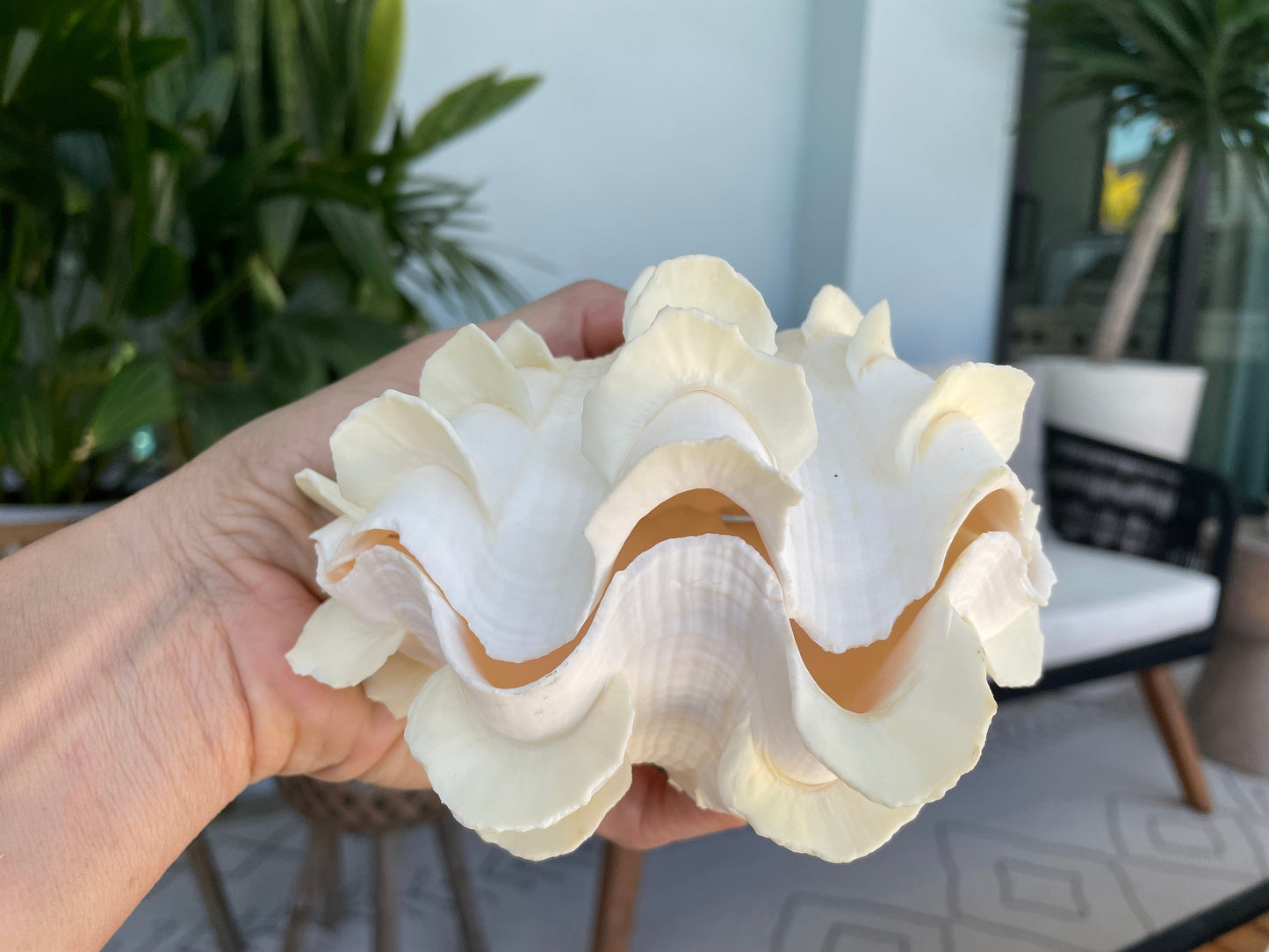 FLUTED CLAM PAIR Shell *All Sizes* Natural White Scaly Squamosa Tridacna Seashell Display Seashell