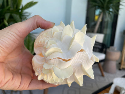 FLUTED CLAM PAIR Shell *All Sizes* Natural White Scaly Squamosa Tridacna Seashell Display Seashell