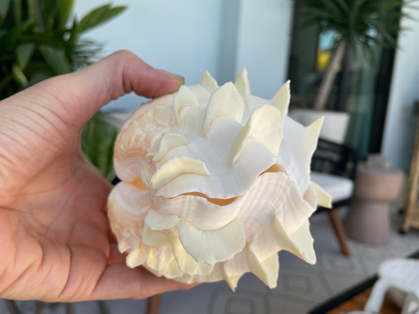 FLUTED CLAM PAIR Shell *All Sizes* Natural White Scaly Squamosa Tridacna Seashell Display Seashell