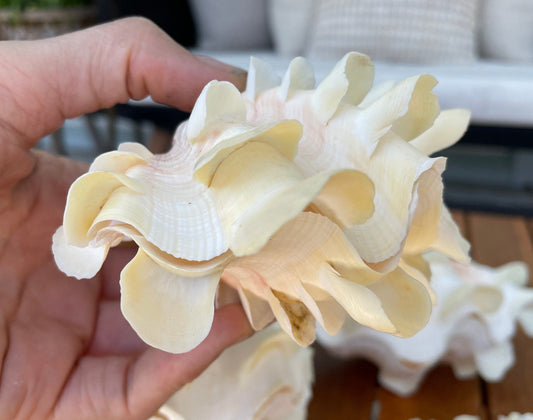 FLUTED CLAM PAIR Shell *All Sizes* Natural White Scaly Squamosa Tridacna Seashell Display Seashell