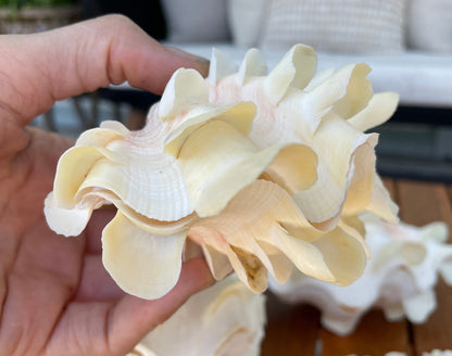 FLUTED CLAM PAIR Shell *All Sizes* Natural White Scaly Squamosa Tridacna Seashell Display Seashell