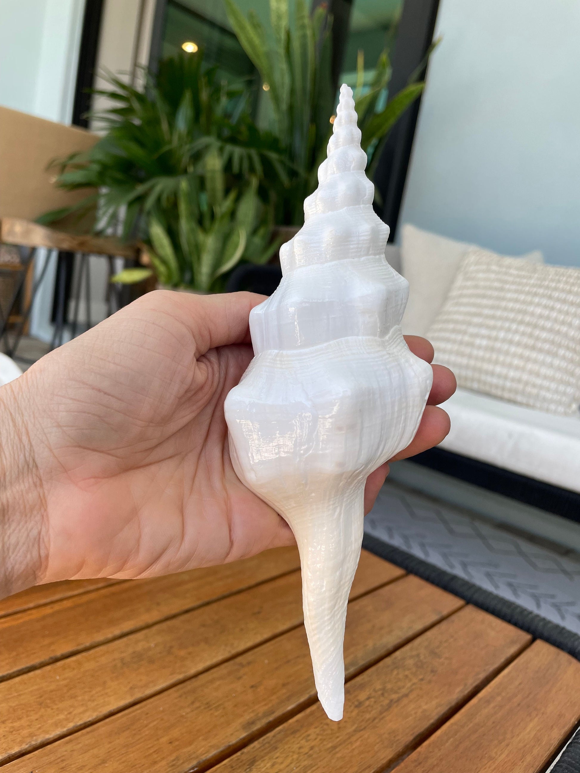 WAVY SPINDLE SHELLS: 6-8" White Display Conch Seashell Coastal Beach Décor