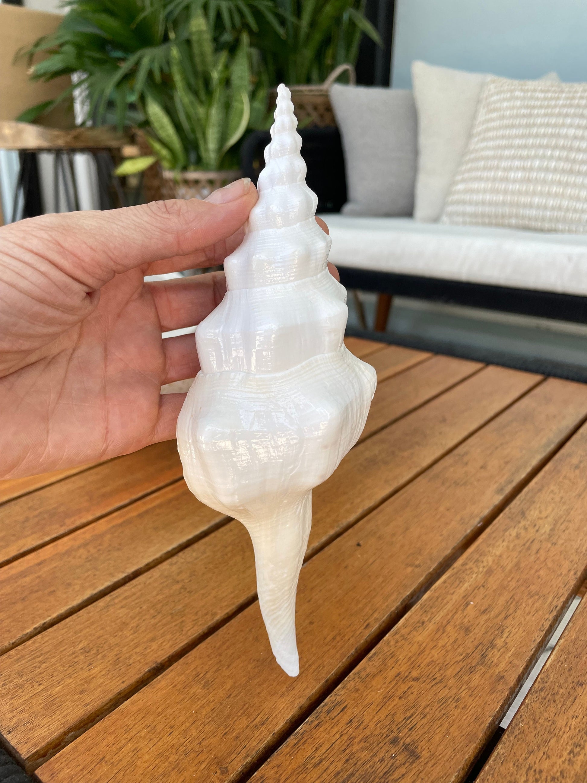 WAVY SPINDLE SHELLS 6-7" White Long Natural Display Conch Seashell Coastal Beach Décor
