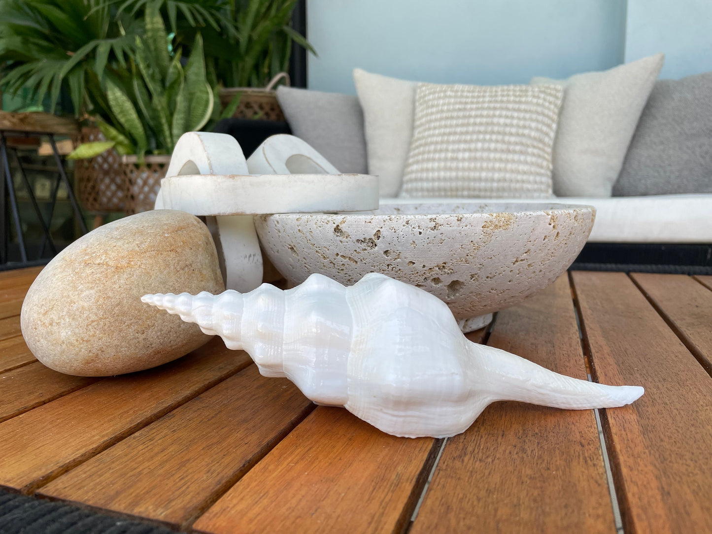 WAVY SPINDLE SHELLS 6-7" White Long Natural Display Conch Seashell Coastal Beach Décor