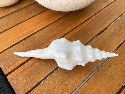 WAVY SPINDLE SHELLS 6-7" White Long Natural Display Conch Seashell Coastal Beach Décor