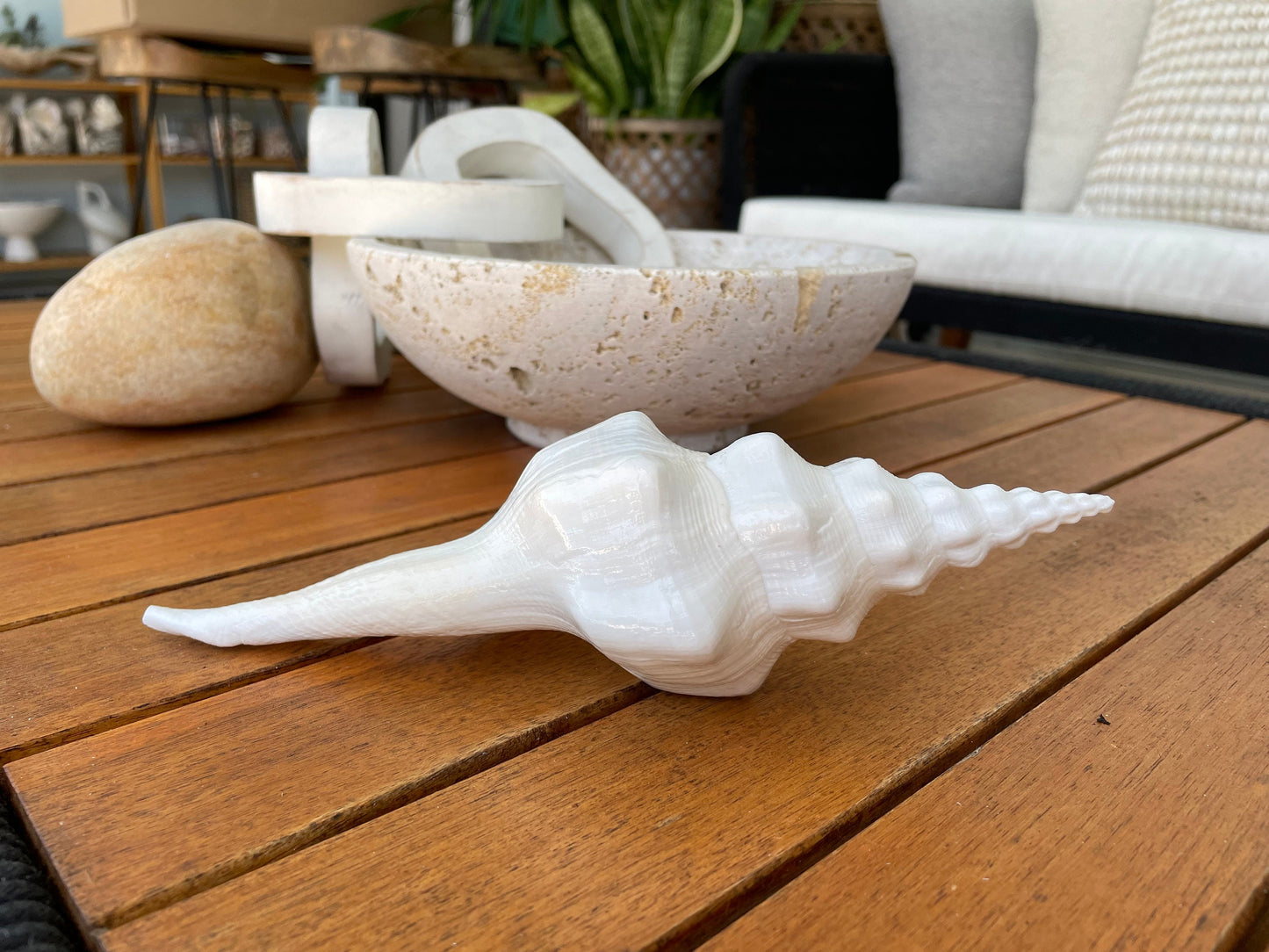WAVY SPINDLE SHELLS: 6-8" White Display Conch Seashell Coastal Beach Décor