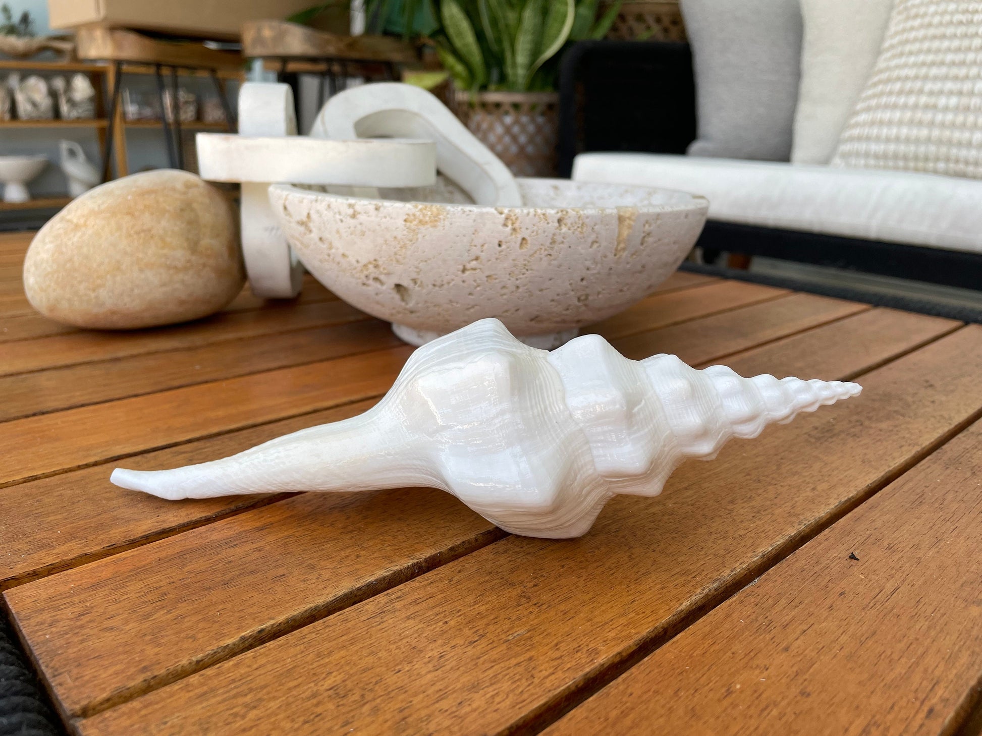 WAVY SPINDLE SHELLS: 6-8" White Display Conch Seashell Coastal Beach Décor