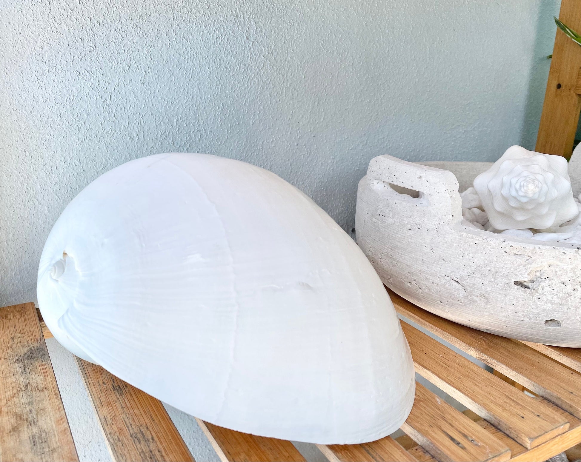 White Indian Melon Seashell Large: 6-9" * You Choose Size* Coastal Décor Shell Planter