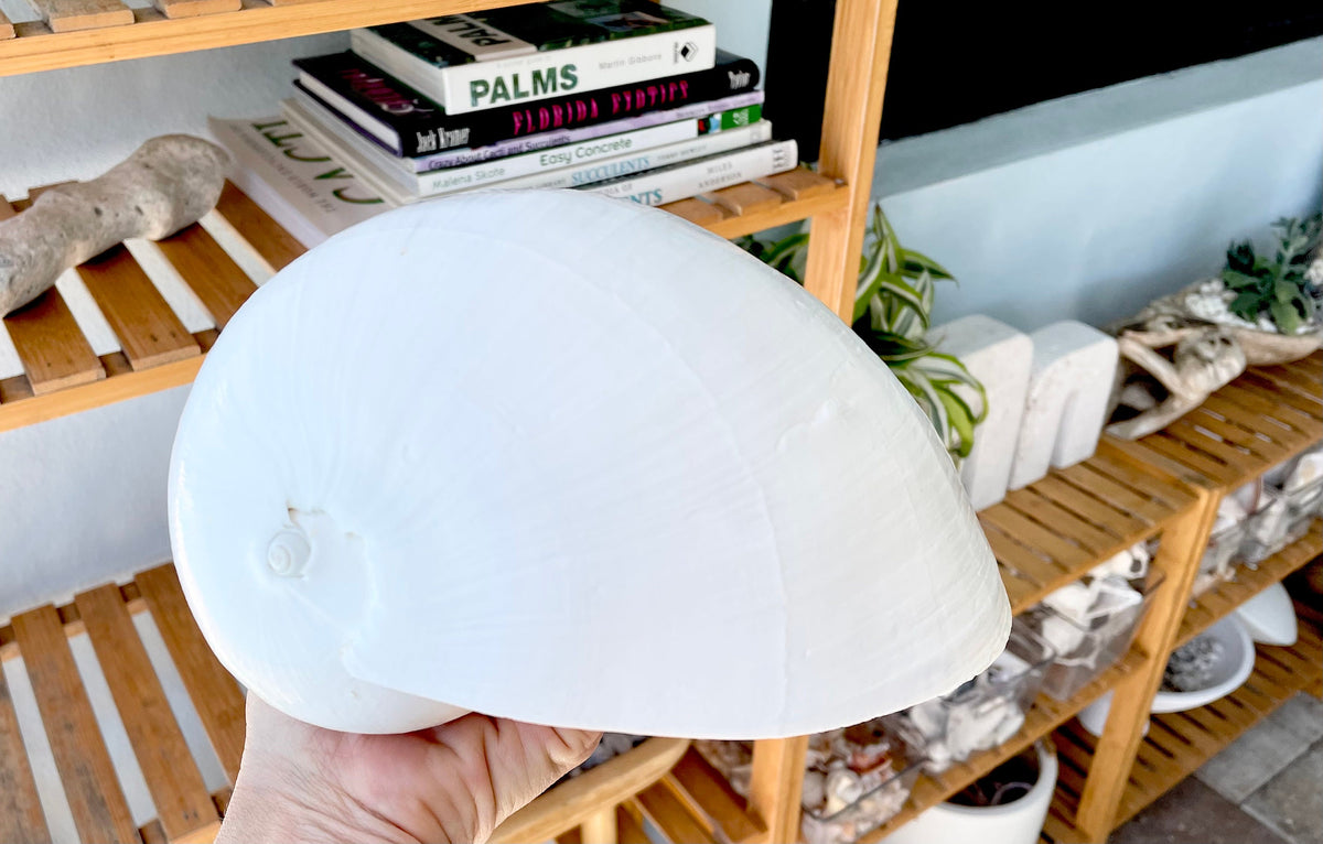 White Indian Melon Seashell Large: 6-9" * You Choose Size* Coastal Décor Shell Planter