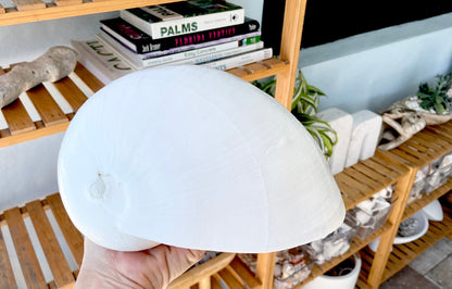 White Indian Melon Seashell Large: 6-9" * You Choose Size* Coastal Décor Shell Planter