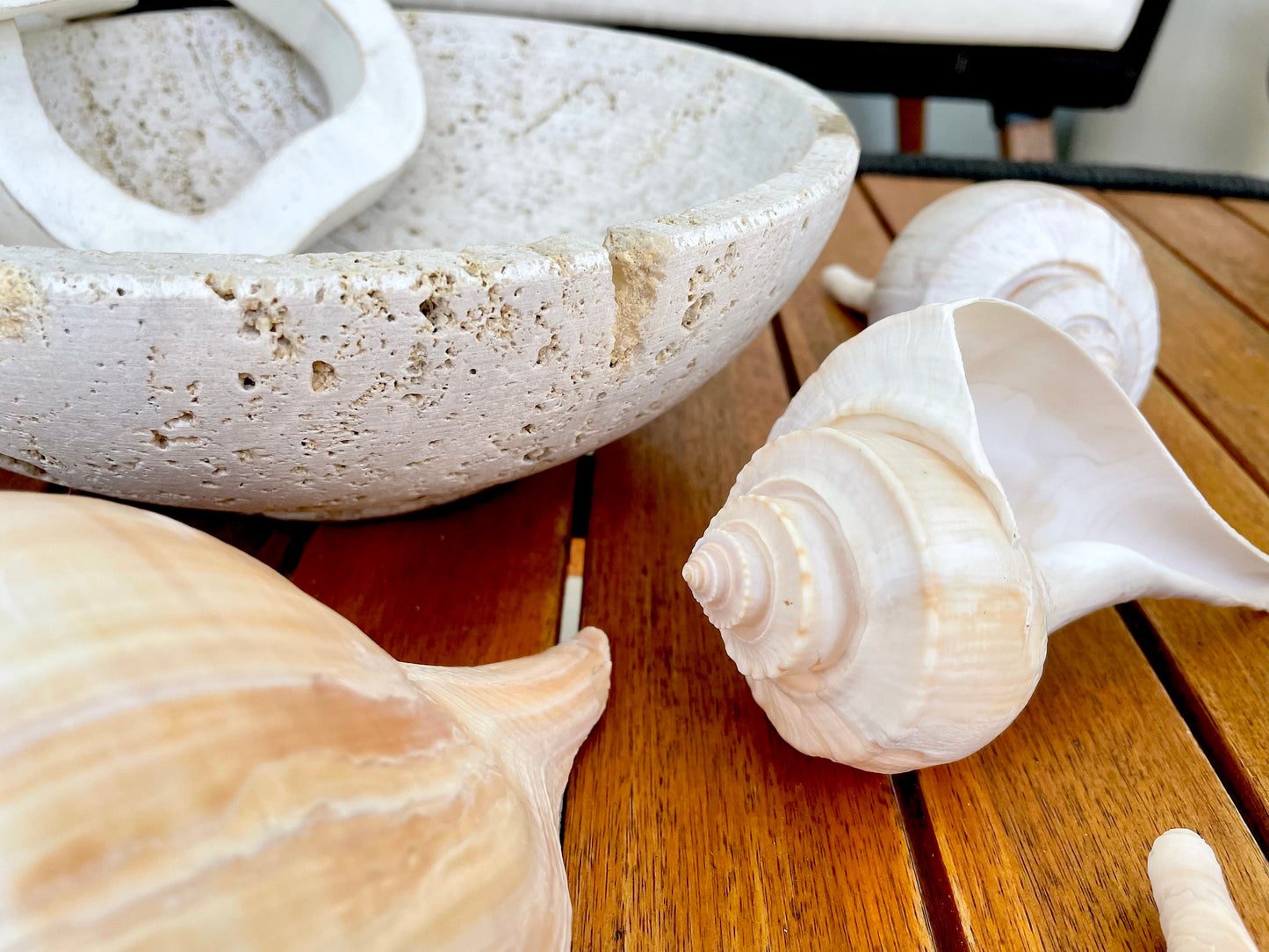 Channel Whelk Conch Sea Shell Large 6-7" Seashell Beach Nautical Home Décor Coastal Display Busycon canaliculatum