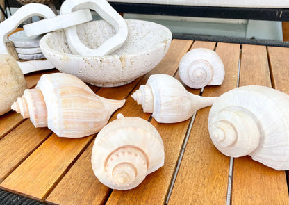 Channel Whelk Conch Sea Shell Large 6-7" Seashell Beach Nautical Home Décor Coastal Display Busycon canaliculatum