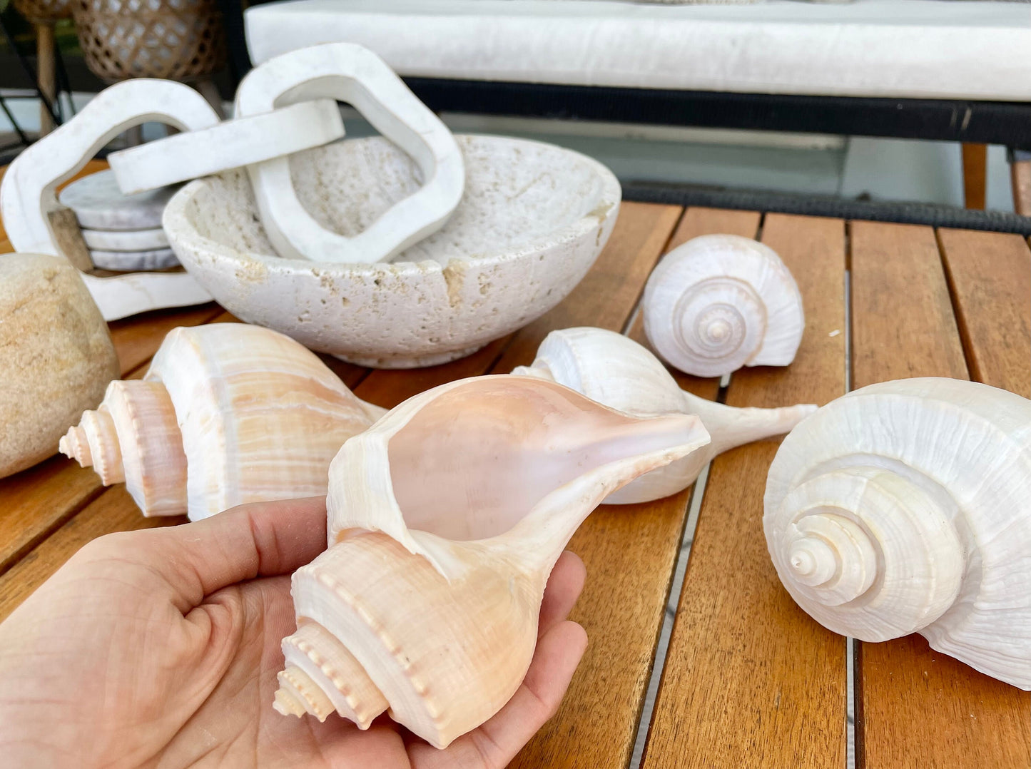Channel Whelk Conch Sea Shell Large 6-7" Seashell Beach Nautical Home Décor Coastal Display Busycon canaliculatum